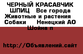 ЧЕРНЫЙ КРАСАВЧИК ШПИЦ - Все города Животные и растения » Собаки   . Ненецкий АО,Шойна п.